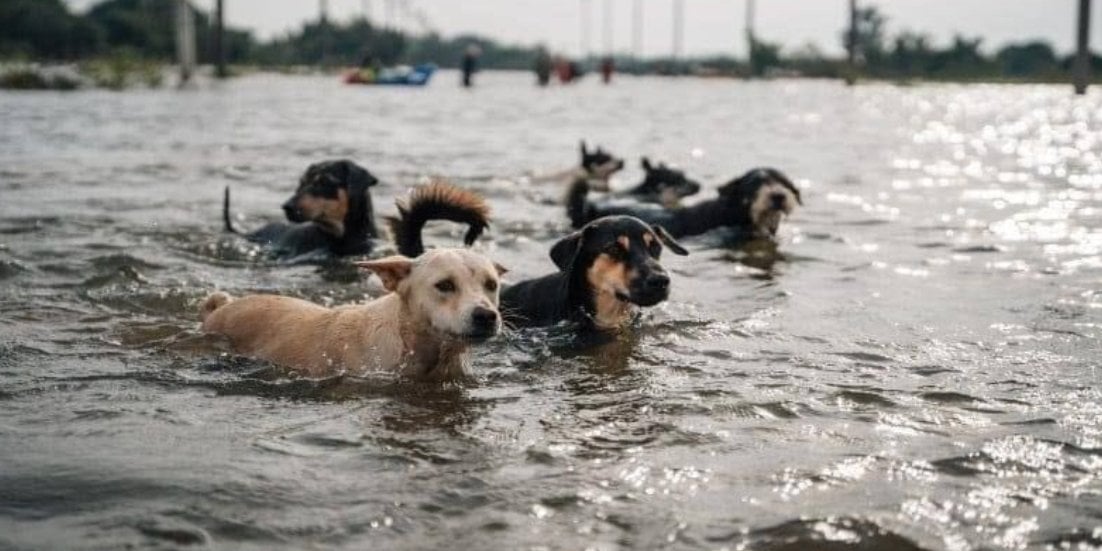 How animals are saved in the Kherson Oblast (Photo: Twitter МВС України)