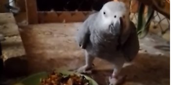 Parrots, guinea pigs, ferrets and other animals of the zoo of Novaya Kakhovka were saved (Photo: Screenshot of the video Kazkova Dibrova, Nova Kakhovka/Telegram)
