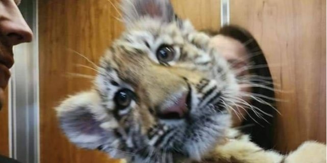 Occupants stole a tiger cub from the destroyed Mariupol (Photo: Mariupol City Council / Telegram)