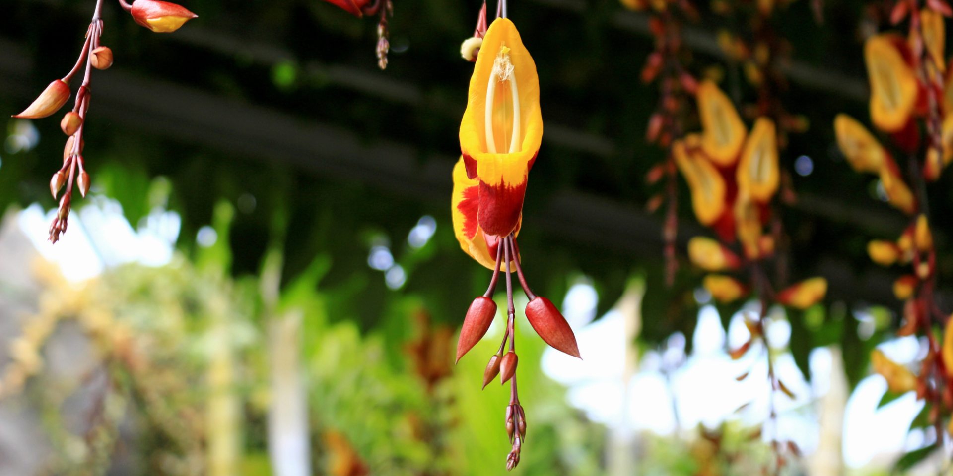 Цветущая лиана Thunbergia mysolensis (Фото: kazwako/Depositphotos)