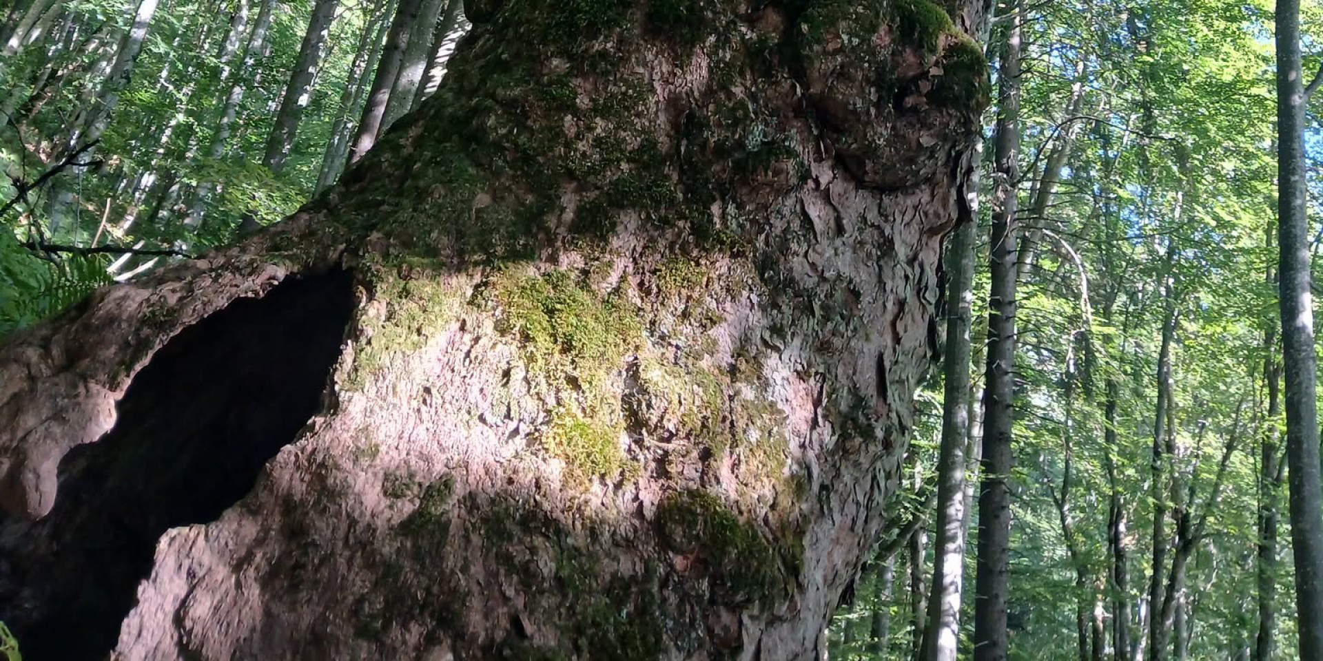 Ведмедиця з&nbsp;потомством живе в&nbsp;дуплі дерева (Фото: Національний природний парк Сколівські Бескиди)