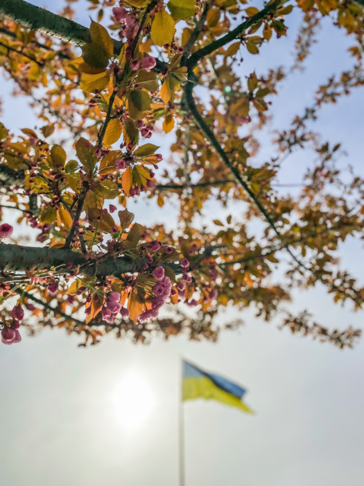 Цвітіння сакури у Мукачеві (Фото: Мукачівська міська рада)