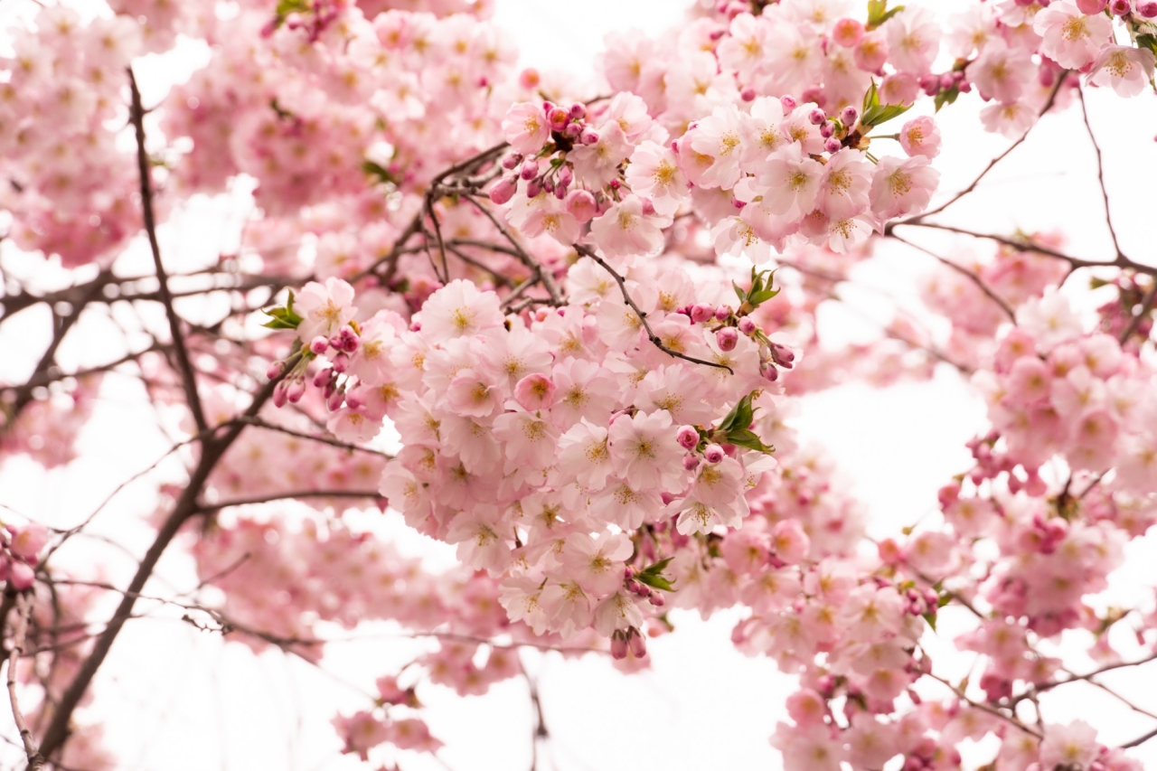 У міськраді показали фото квітучих дерев (Фото: Мукачівська міська рада﻿/Facebook)