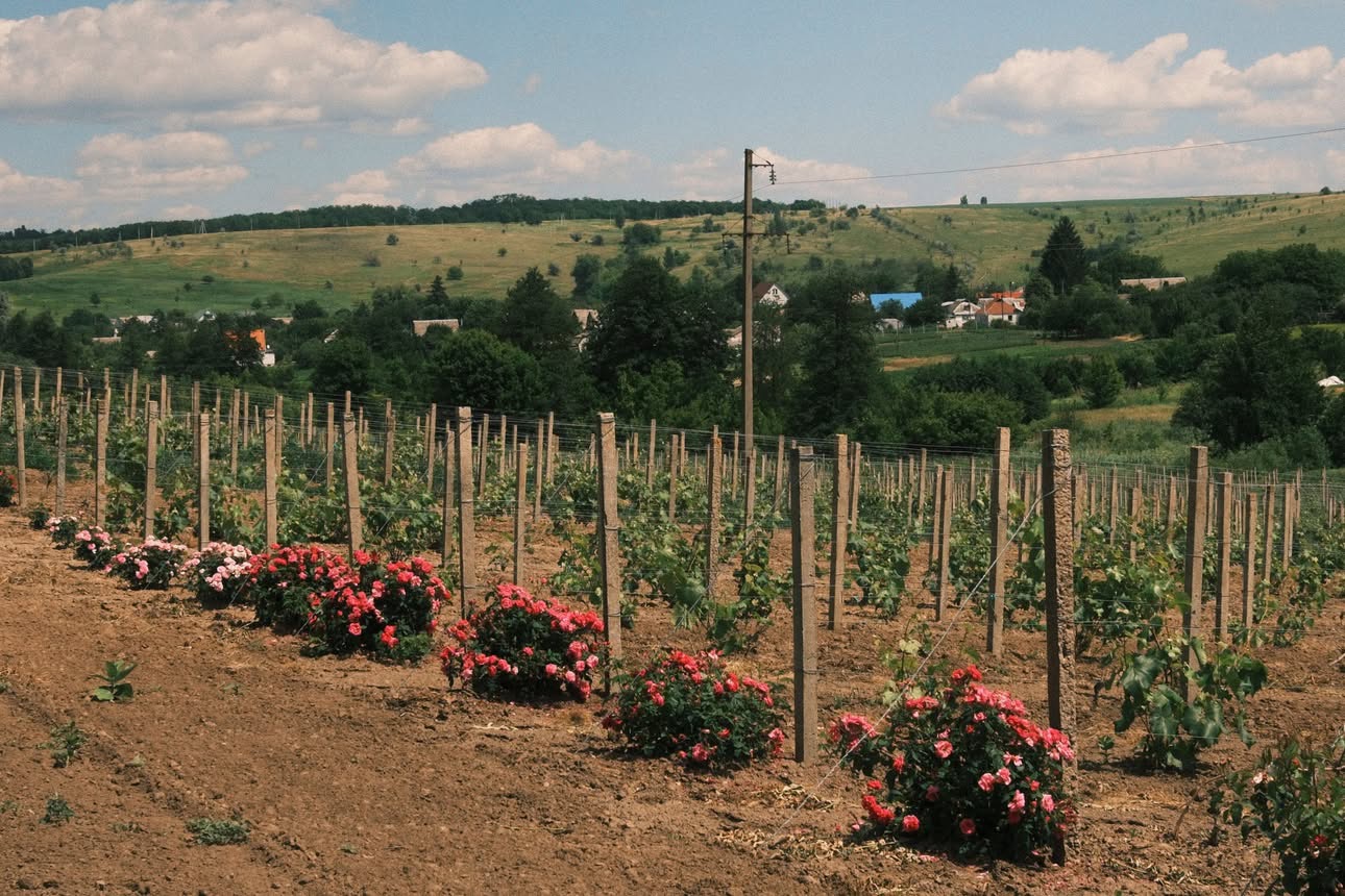 Сім'я з Луганщини після початку війни заклала на Київщині виноградник (Фото: Надано Еліною Юрченко)